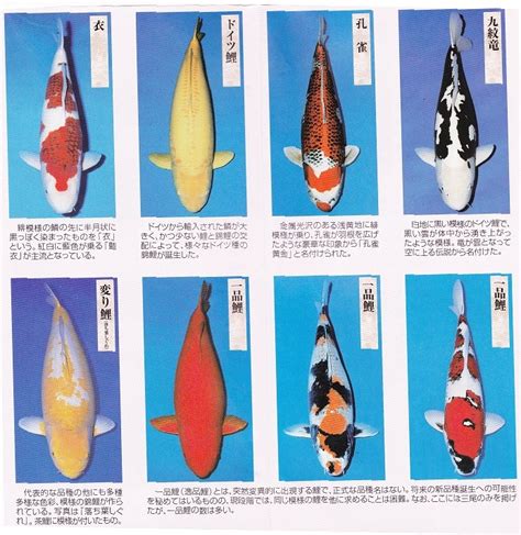 鯉魚品種|錦鯉の品種